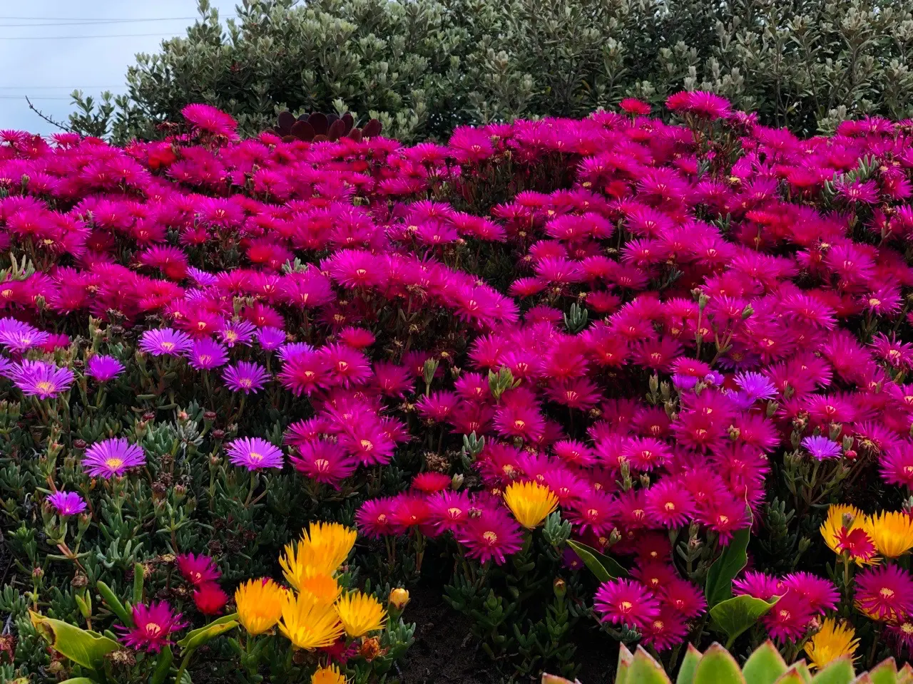 flowers